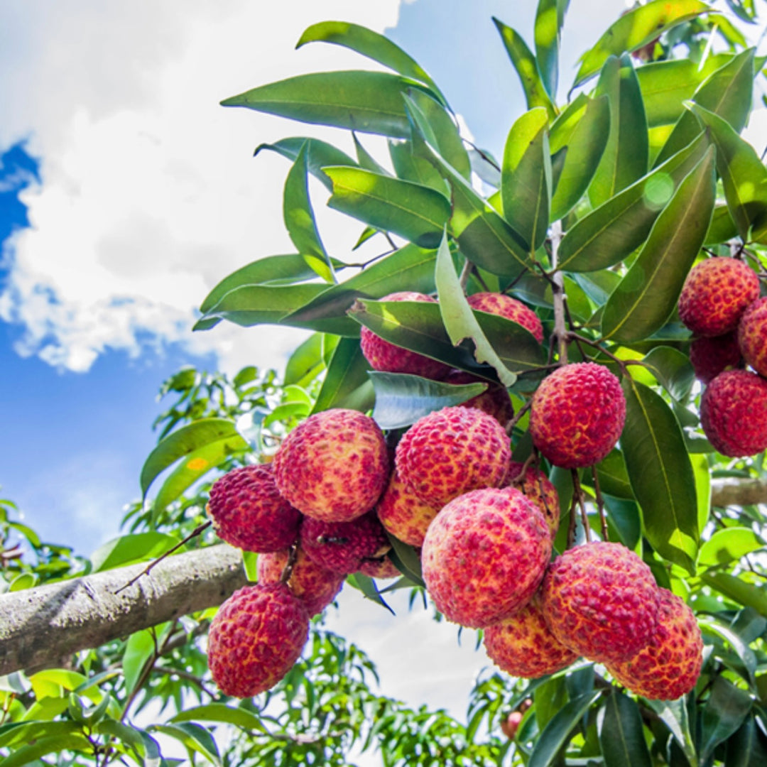 LYCHEE + GUAVA SORBET